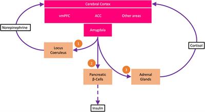 Obesity and Type 2 Diabetes Mellitus Explained by the Free Energy Principle